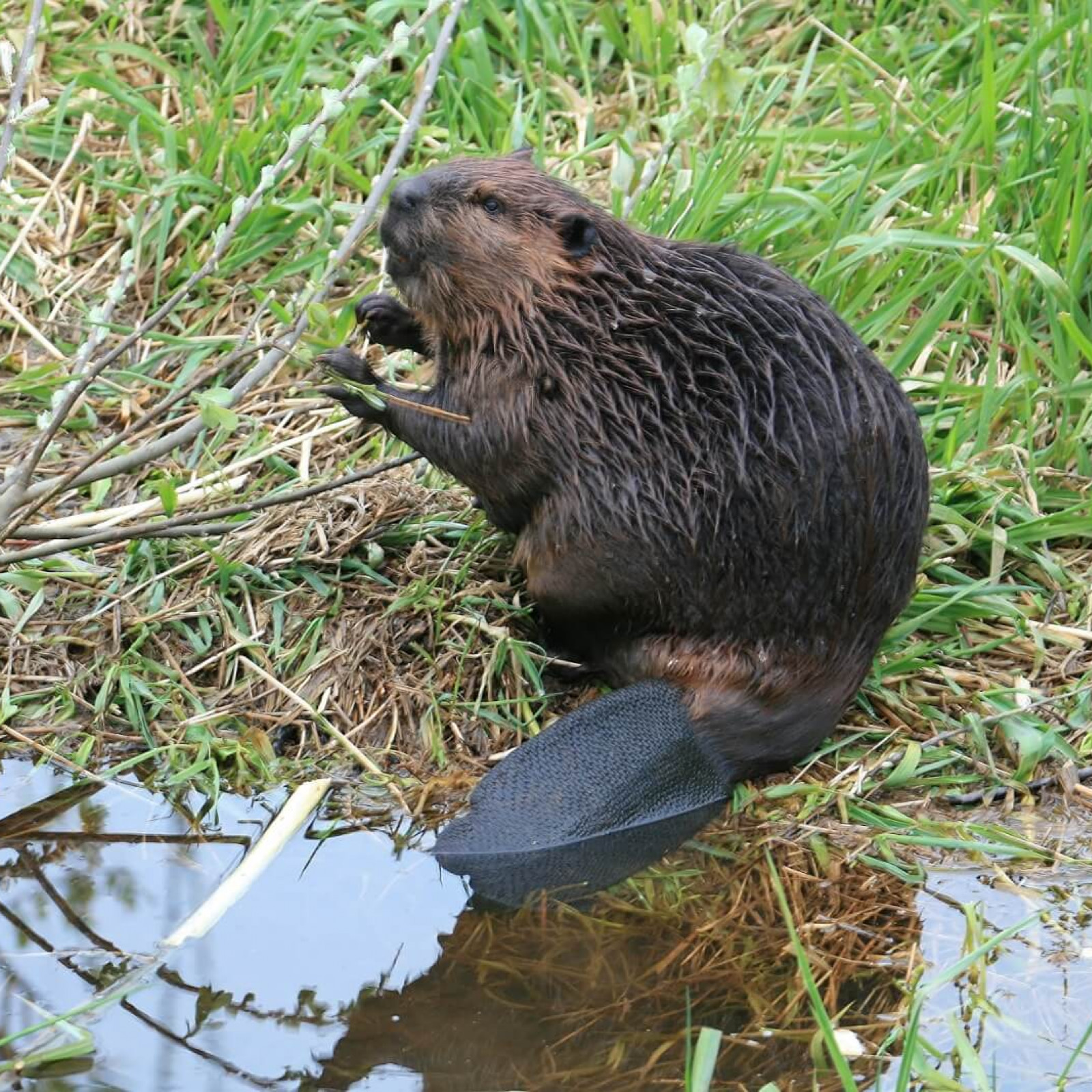 Living with Beavers in Washington County Tualatin River Watershed Council Living with Beavers in Washington County Tualatin River Watershed Council